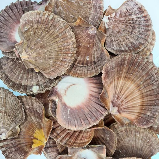 DENIZ KABUGU 500 GR PAKET PECTEN DIEGENSIS