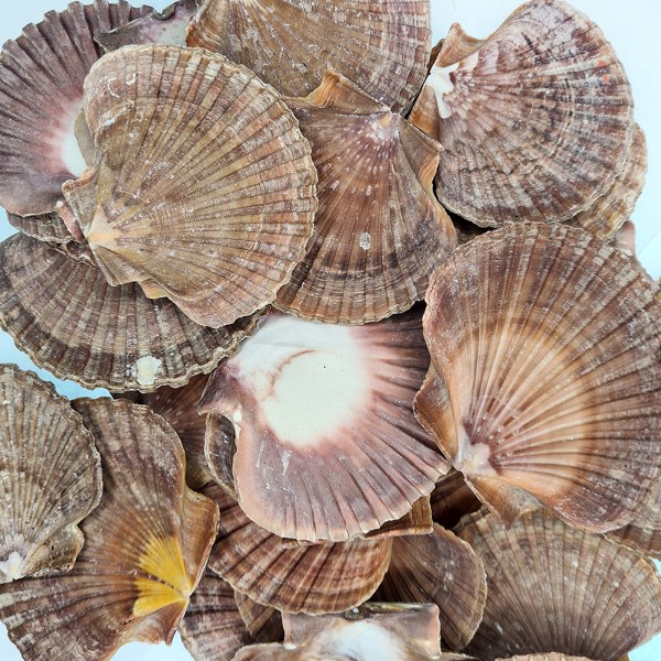 Pecten Diegensis Deniz Kabuğu Pecten Diegensis Deniz Kabuğu