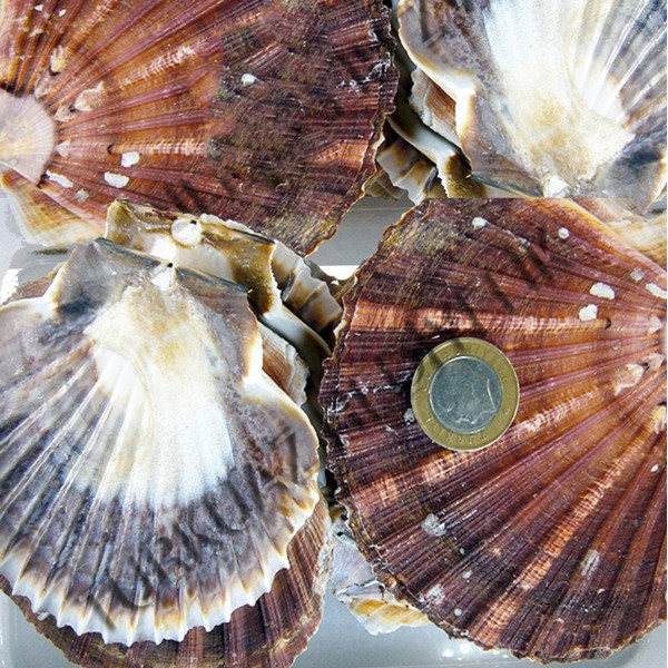 Pecten Maximus Deniz Kabuğu Pecten Maximus Deniz Kabuğu