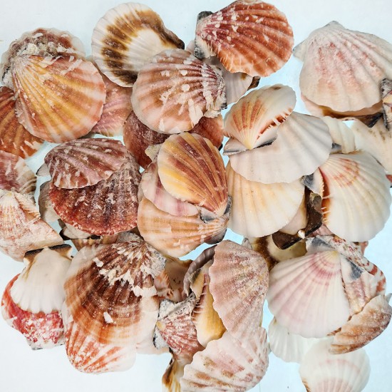 GERÇEK DENİZ KABUĞU 250 GR PAKET VIXILLIUM NATUREL