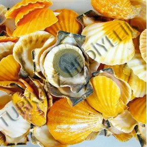 Gerçek Vixillium Deniz Kabuğu - Turuncu - 250 g Paket