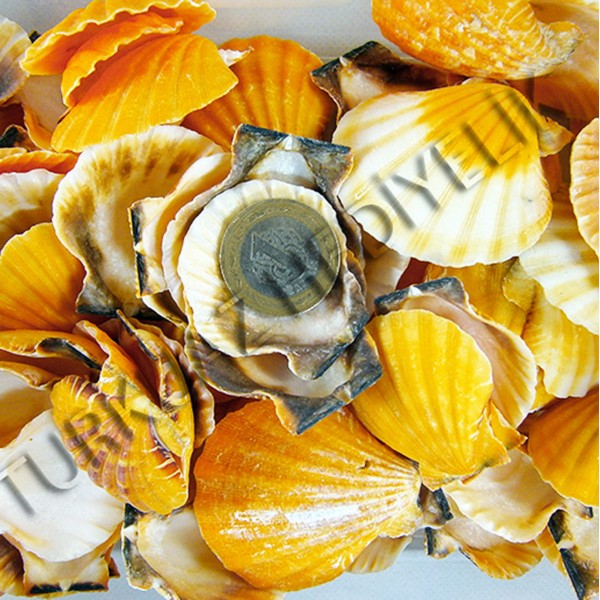 Gerçek Vixillium Deniz Kabuğu - Turuncu - 250 g Paket Gerçek Vixillium Deniz Kabuğu - Turuncu - 250 g Paket