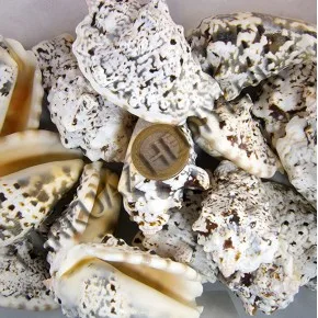 GERÇEK DENIZ KABUGU 250 GR PAKET STROMBUS LENTEGINOSUS
