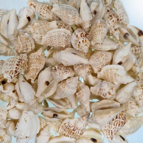 GERÇEK DENİZ KABUĞU 250 GR PAKET STROMBUS VARIABILIS