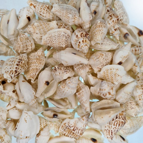 GERÇEK DENİZ KABUĞU 250 GR PAKET STROMBUS VARIABILIS