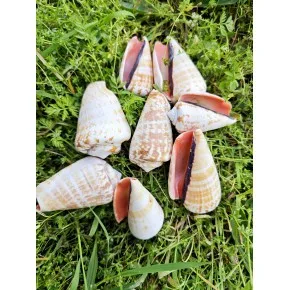 DENIZ KABUGU 500 GR PAKET LUAHNUS
