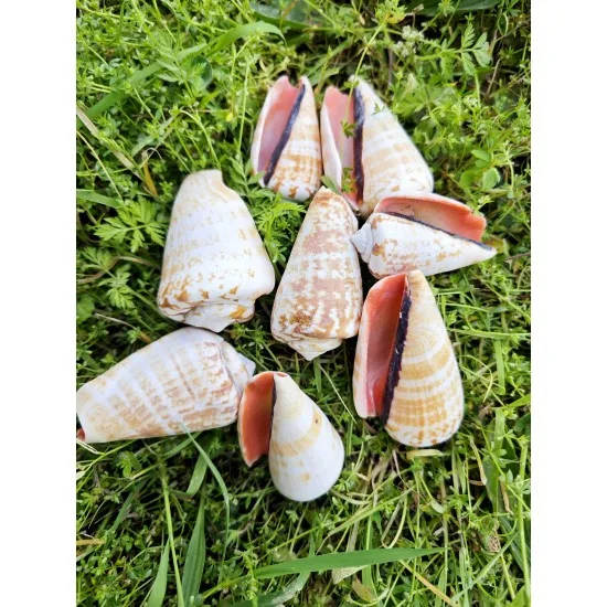 GERÇEK DENIZ KABUGU 100 GR PAKET LUAHNUS