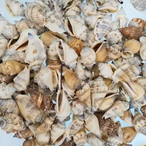 Gerçek Urceus Deniz Kabuğu - 100 g Paket