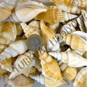 GERÇEK DENIZ KABUGU 100 GR PAKET STROMBUS VITTATUS