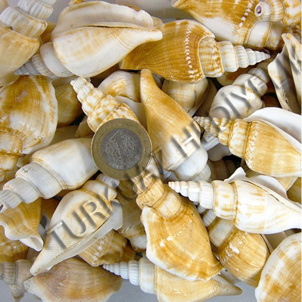 Gerçek Strombus Vittatus Deniz Kabuğu - 250 g Paket Gerçek Strombus Vittatus Deniz Kabuğu - 250 g Paket