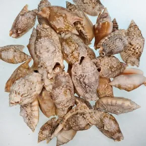 STROMBUS AURISDIANE