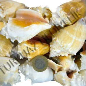 STROMBUS ALATUS