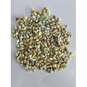 NASSA SHELL