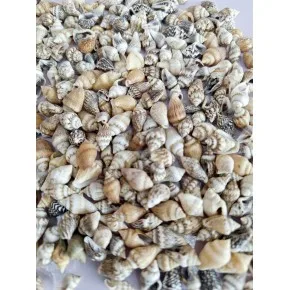 NASSA SHELL
