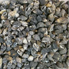 NASSARIUS GAUDIOSUS