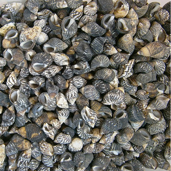 Nassarius Gaudiosus Deniz Kabuğu - 500 g Paket Nassarius Gaudiosus Deniz Kabuğu - 500 g Paket