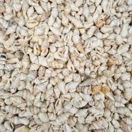 DENİZ KABUĞU 100 GR PAKET NASSA SHELL - BEYAZ
