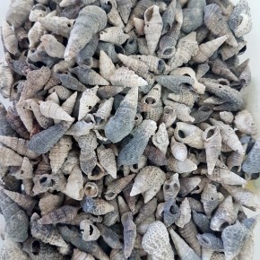 GERÇEK DENİZ KABUĞU 100 GR PAKET TRIVITATA