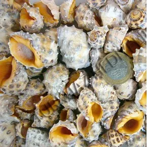 DENIZ KABUGU 500 GR PAKET DRUPA ORANGE