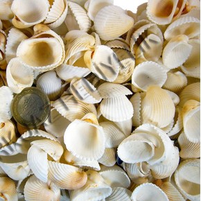 GERÇEK DENİZ KABUĞU 250 GR PAKET CLAM ROSE COCHLES -ORTA