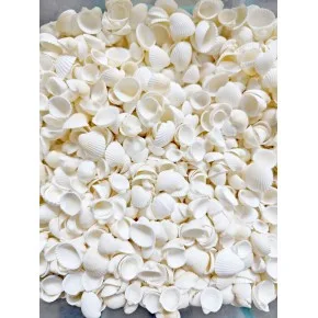 CLAM ROSE COCHLES -ORTA