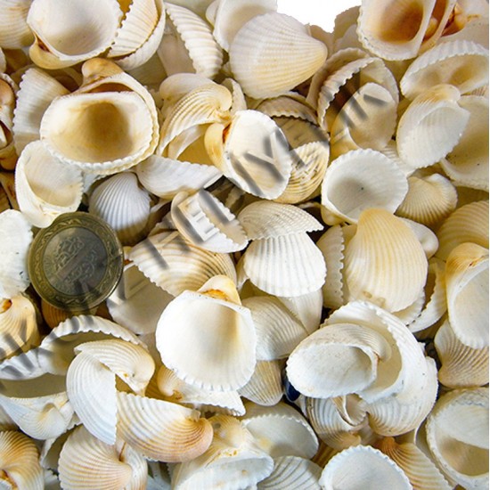 GERÇEK DENİZ KABUĞU 250 GR PAKET CLAM ROSE COCHLES -ORTA