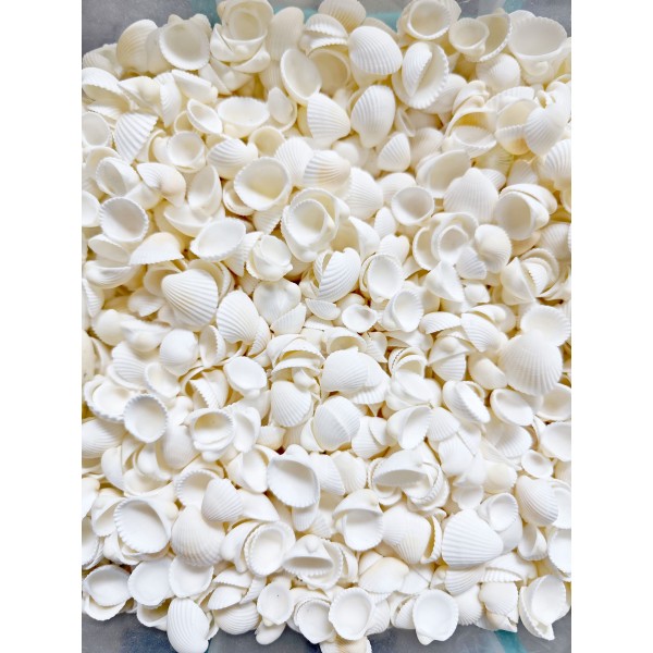 Gerçek Clam Rose Cochles Deniz Kabuğu - Orta - 250 g Paket Gerçek Clam Rose Cochles Deniz Kabuğu - Orta - 250 g Paket