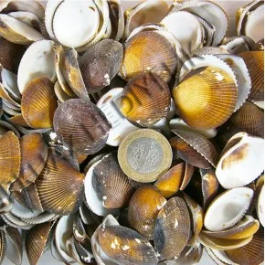 GERÇEK DENIZ KABUGU 100 GR PAKET BROWN COCHLES