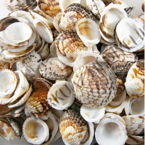 DENİZ KABUĞU 500 GR PAKET TIGER COCHLES