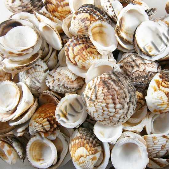 DENİZ KABUĞU 500 GR PAKET TIGER COCHLES