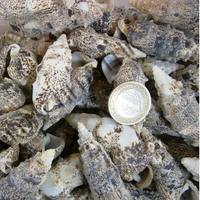 GERÇEK DENIZ KABUGU 250 GR PAKET CERITHIUM VULGATUM