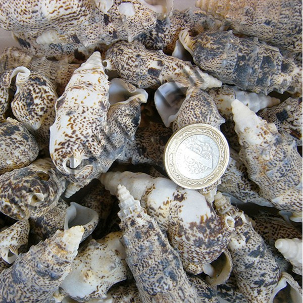 Cerithium Vulgatum Deniz Kabuğu - 500 g Paket Cerithium Vulgatum Deniz Kabuğu - 500 g Paket