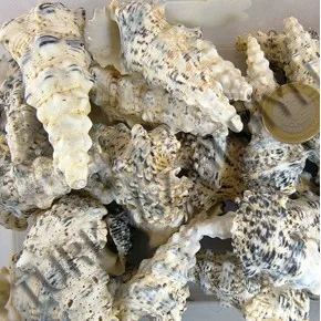 DENIZ KABUGU 500 GR PAKET CERITHIUM NODULOSUM