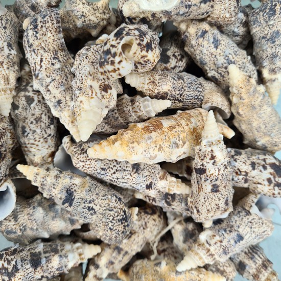 CERITHIUM NODULOSUM