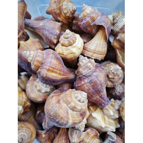 DENİZ KABUĞU 500 GR PAKET AFRİCAN MELONGENA-ORANGE