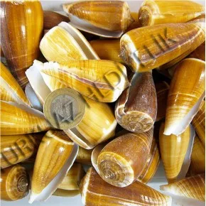 CONUS MAGUS