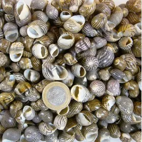 NERITA COMMUNIS