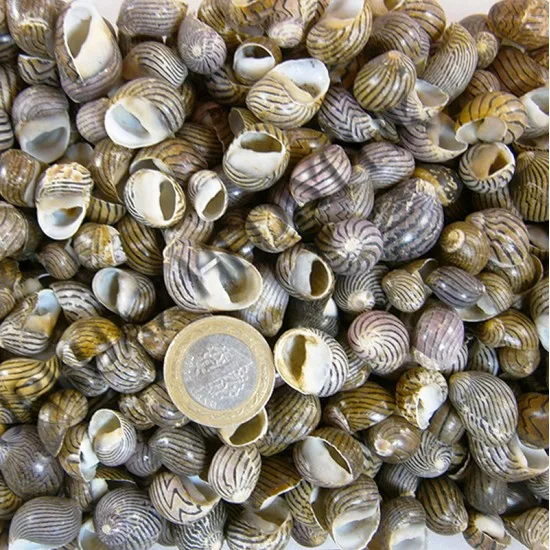 NERITA COMMUNIS