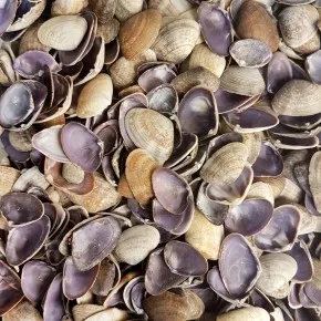 CAY-CAY PURPLE