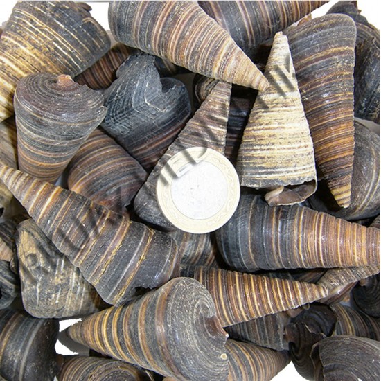 TELESCOPIUM TELESCOPIUM