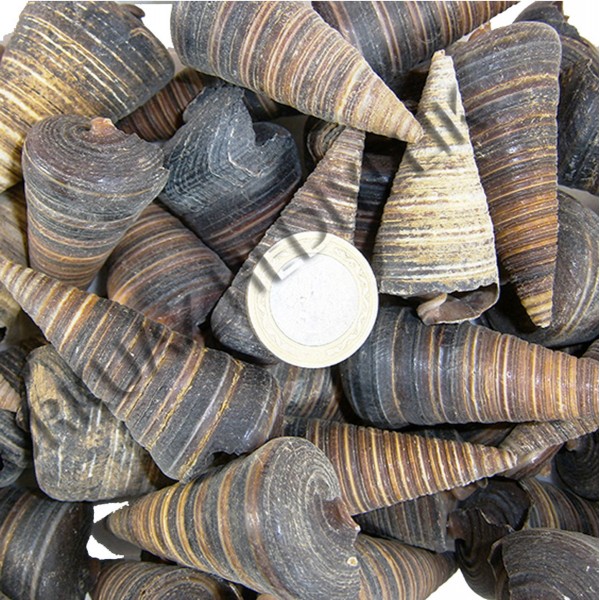 Telescopium Telescopium Deniz Kabuğu Telescopium Telescopium Deniz Kabuğu