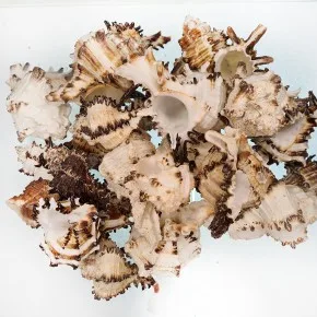 MUREX INDIVIA