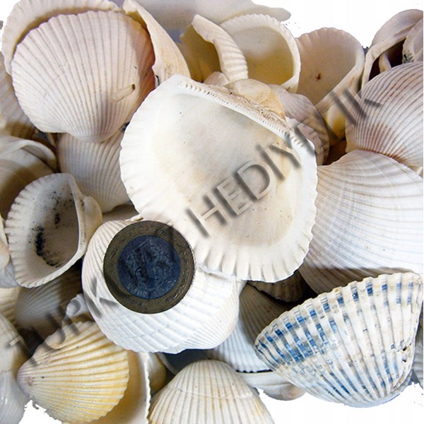 Gerçek Arca Arca Deniz Kabuğu - Yerli - 250 g Paket Gerçek Arca Arca Deniz Kabuğu - Yerli - 250 g Paket