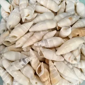 GERÇEK DENIZ KABUGU 100 GR PAKET VERTAGUS