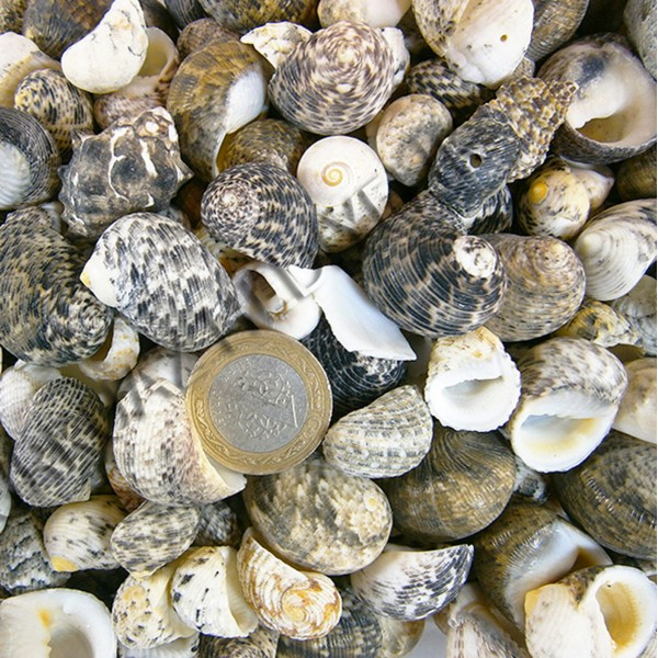 Sea Nerita Deniz Kabuğu Sea Nerita Deniz Kabuğu