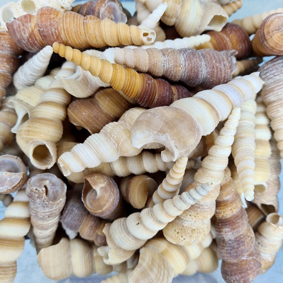TURITELLA