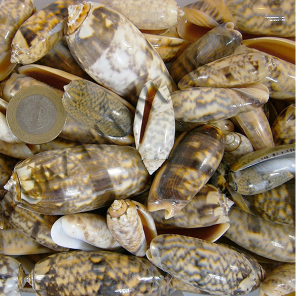 Golden Olive Deniz Kabuğu