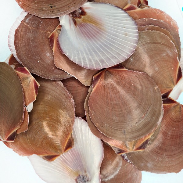 Moon Scallop Deniz Kabuğu - 500 g Paket Moon Scallop Deniz Kabuğu - 500 g Paket