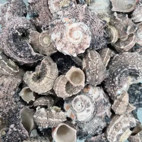 DENIZ KABUGU 500 GR PAKET ANGARIA DELPENOLA