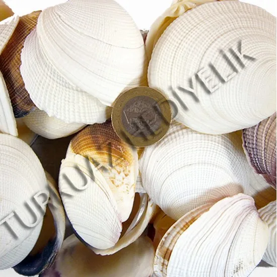 DENIZ KABUGU 500 GR PAKET BUG ATAN LIKE CODAKIA